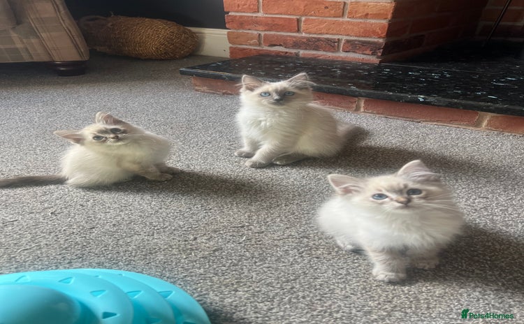 Ragdoll cats - Advert 2
