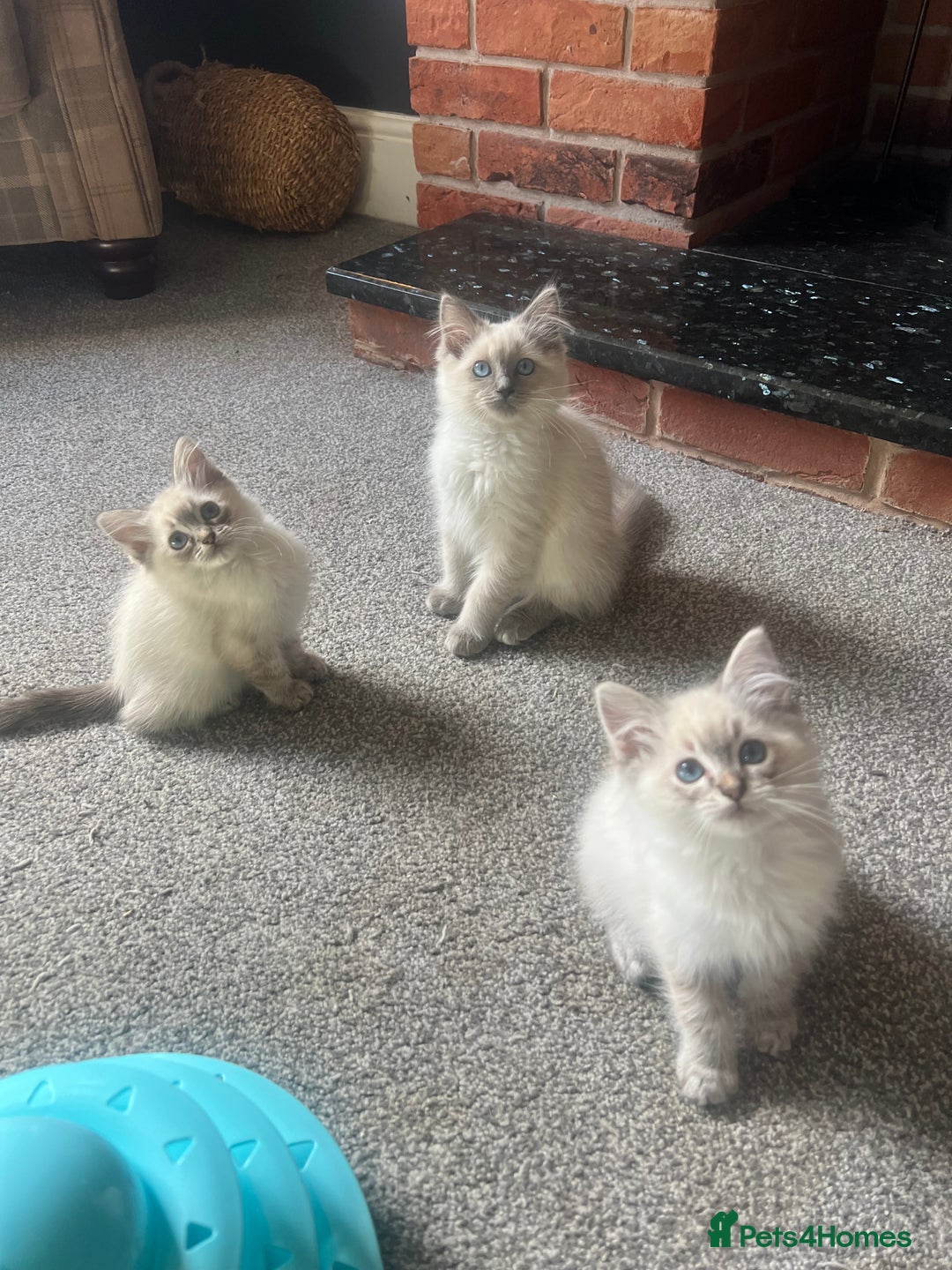 Ragdoll cats for sale: Beautiful ragdoll kittens ready now  - Image 1