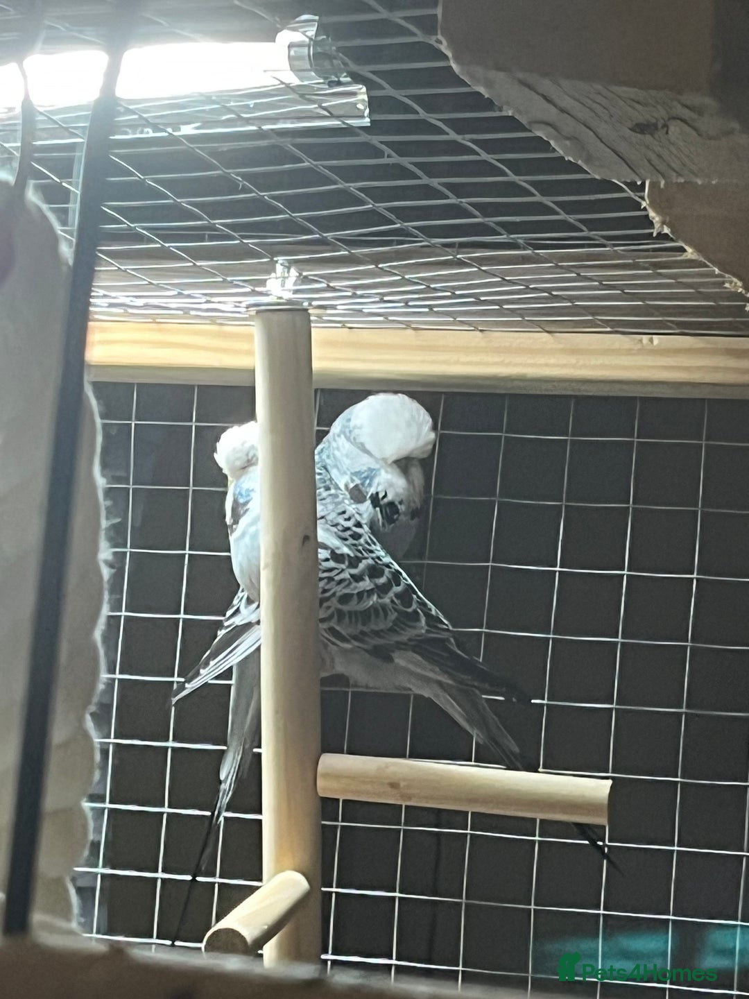 Budgerigars birds for sale: Make and female budgies  - Advert 2