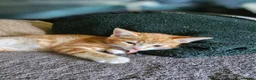 Mixed Breed cats for sale: 4 adorable female kittens for sale  - Advert 5