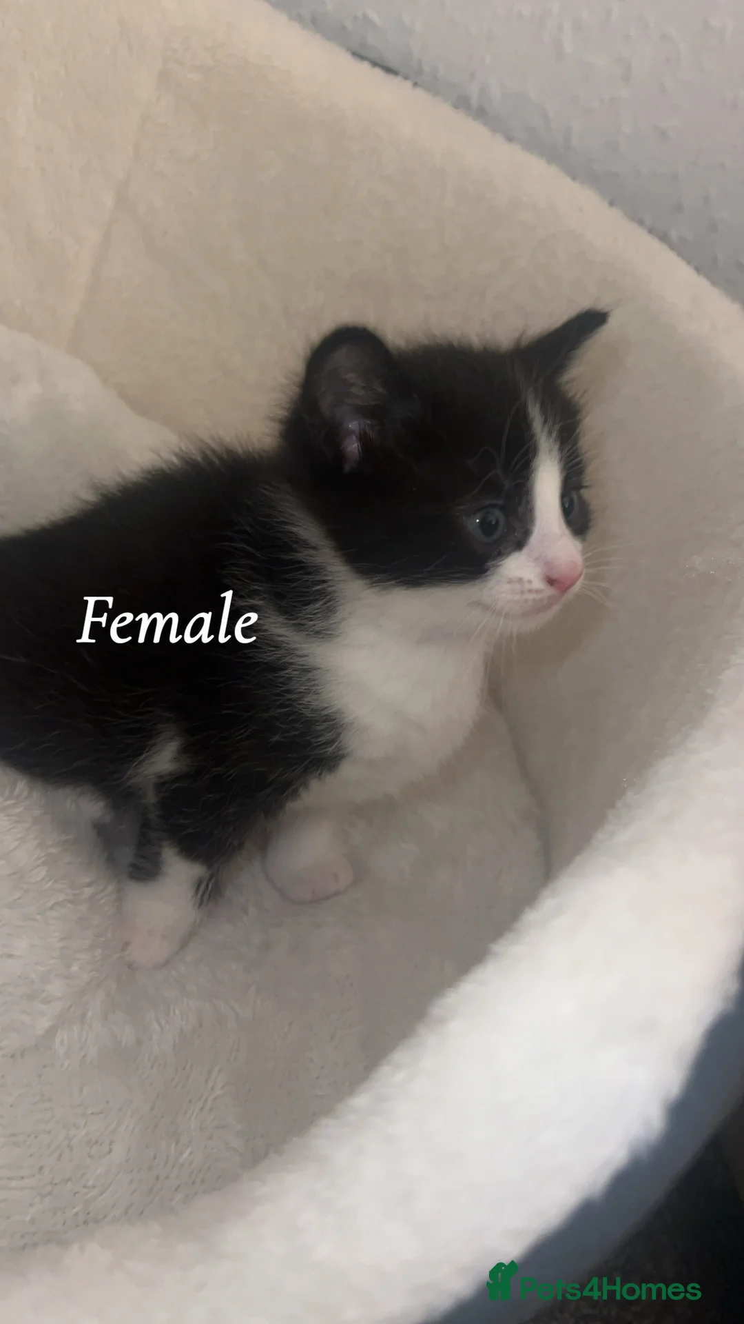 Mixed Breed cats for sale: 2 lovely kittens available  - Advert 4