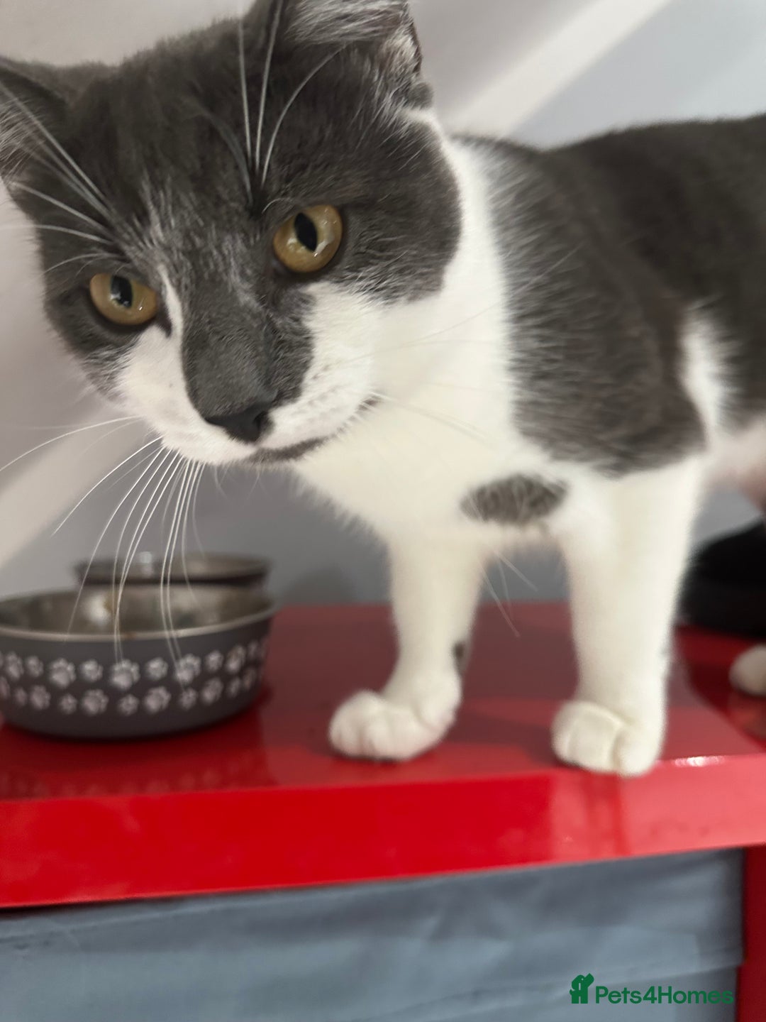 Toyger cats for sale: 2 Year old tuxedo cat - Advert 3