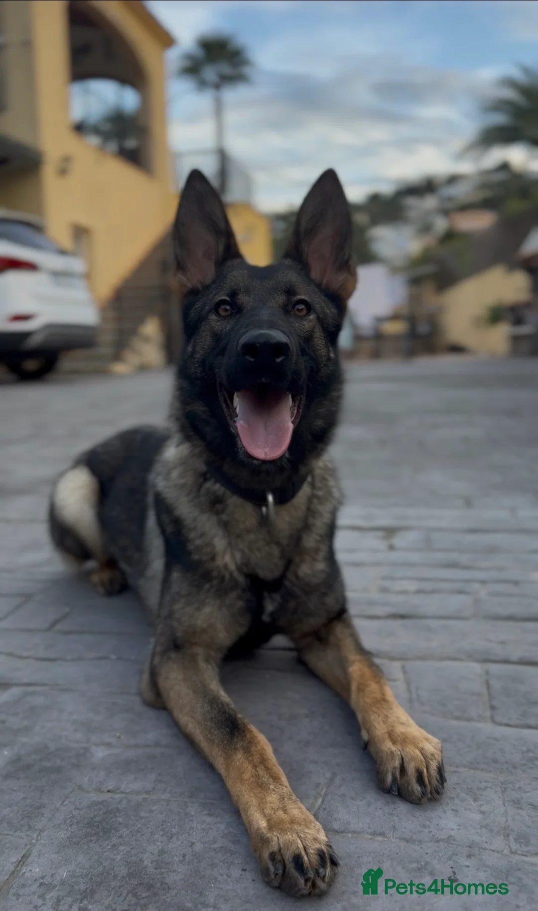 German Shepherd dogs for sale: BULLET 10 MONTH OLD GERMAN SHEPHERD CHAMPION 🩸🧬 - Advert 8
