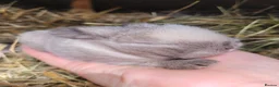 Mini Lop rabbits for sale: Beautiful pure bred mini lops - Advert 8