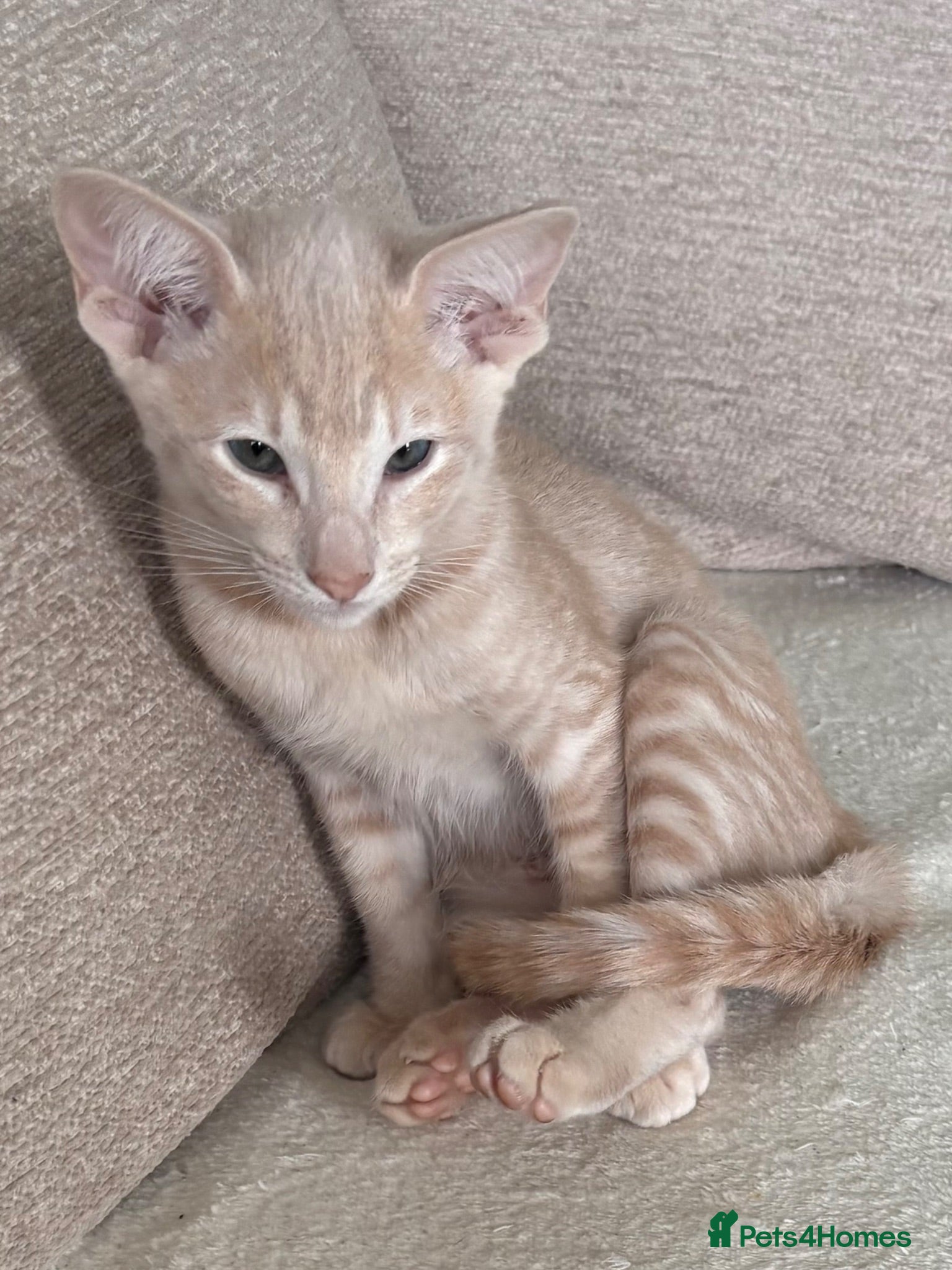 Siamese cats Adorable GCCF reg Siamese and Oriental kittens - Advert 1