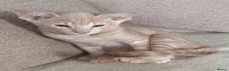 Siamese cats for sale: Adorable GCCF reg Siamese and Oriental kittens - Advert 1