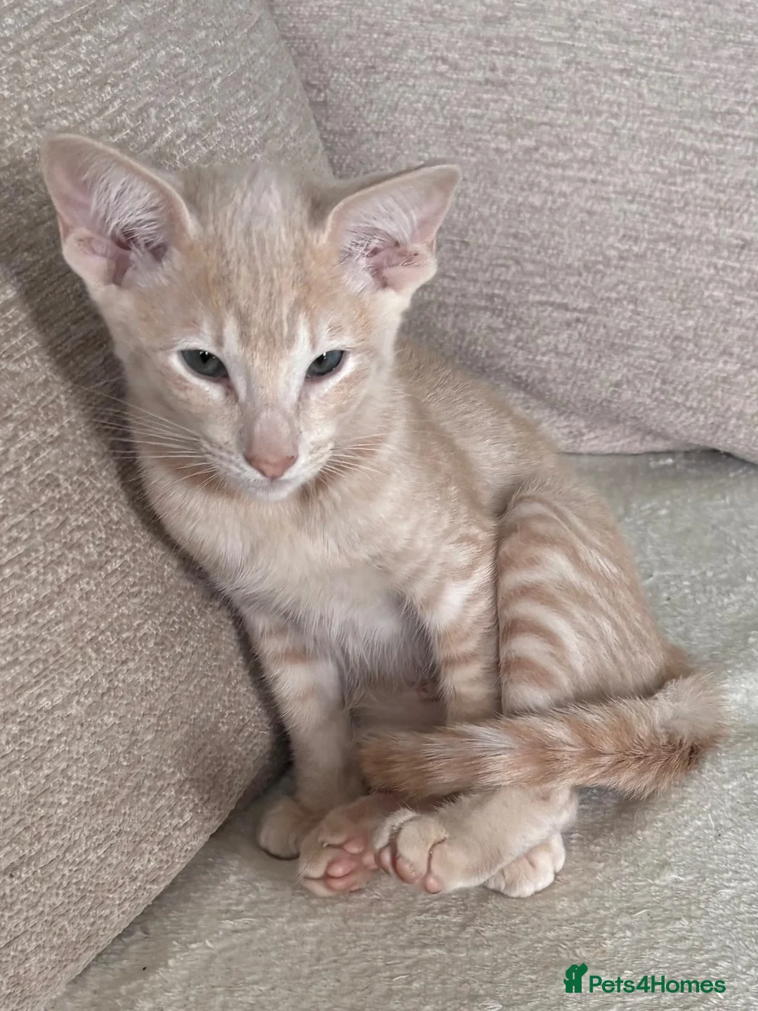 Siamese cats for sale: Adorable GCCF reg Siamese and Oriental kittens - Advert 1