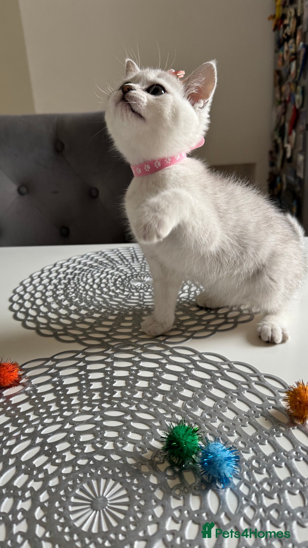 Scottish Fold cats for sale: Scottish Straight Girl  - Image 8