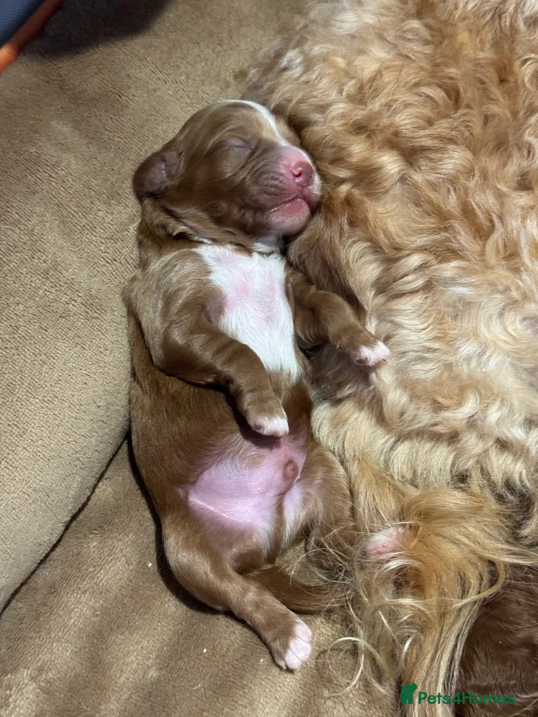 Cavapoo dogs for sale: Beautiful F1b Cavapoo Puppies – Ready Mid February - Advert 17