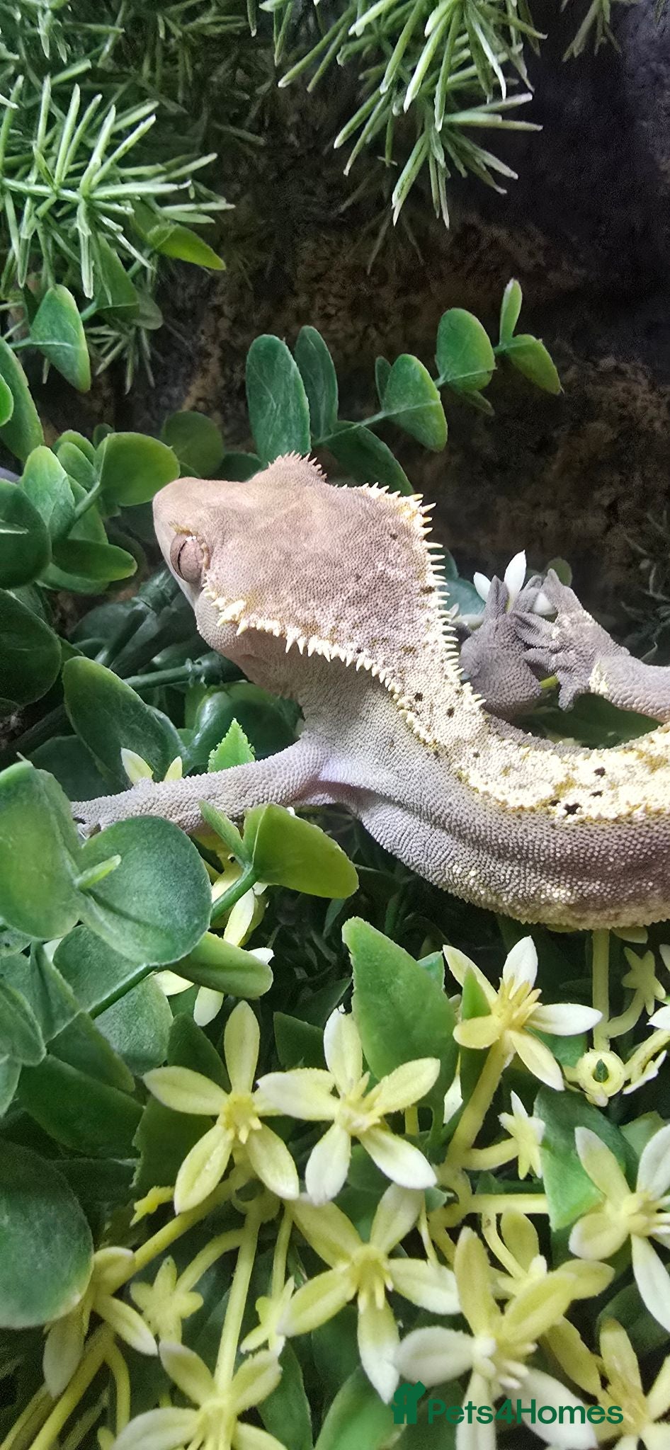Gecko reptiles Male Crested Gecko and (Gargoyle) - Advert 1