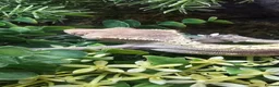 Gecko reptiles for sale: Male Crested Gecko and (Gargoyle) - Advert 1