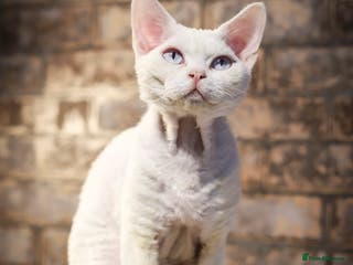Devon Rex cats Stunning white boy with blue eyes for stud in Whitchurch - Advert 1