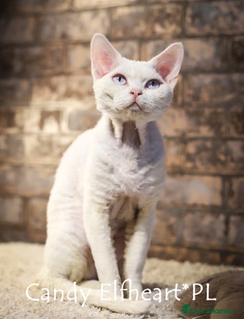 Devon Rex cats in Whitchurch - Advert 12