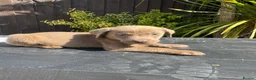 Labrador Retriever dogs for sale: ghost’s beautiful dozen - Advert 28