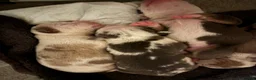 Mixed Breed dogs for sale: Tri Merle Staff lovely colours  in Hemel Hempstead - Advert 24