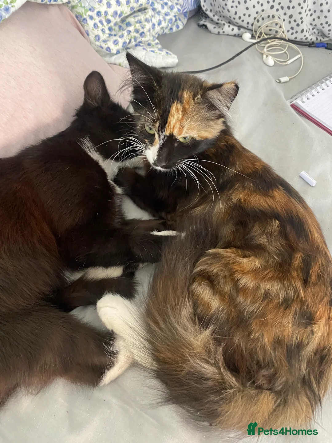 Mixed Breed cats for sale: 🎀 Stunning kittens 🎀 - Advert 4