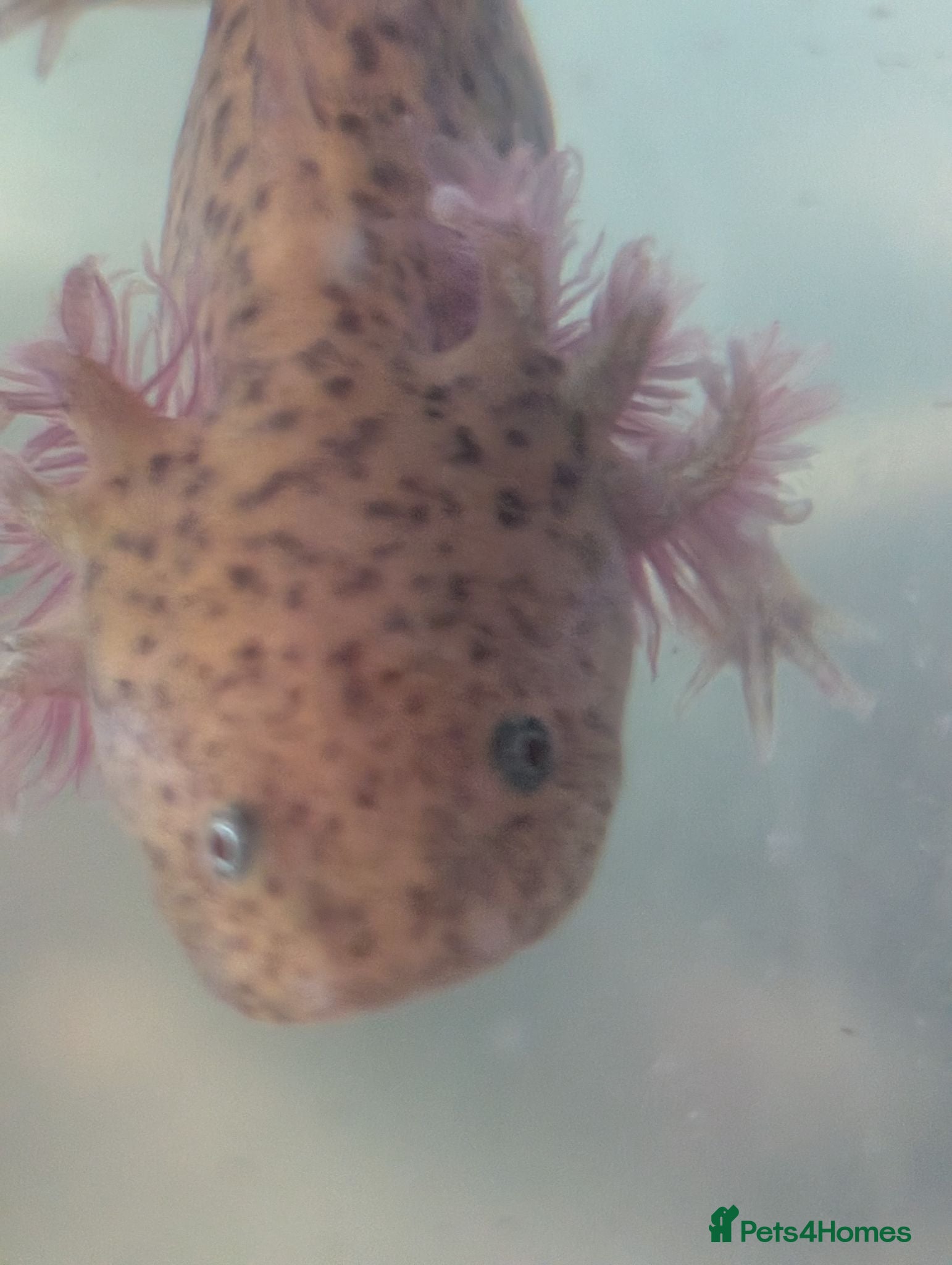 Axolotl reptiles Baby axolotl  - Advert 18