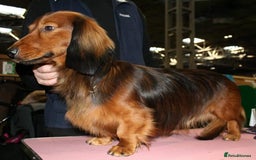 Dachshund dogs for sale: Red long-haired standard dachshund puppies - Image 11