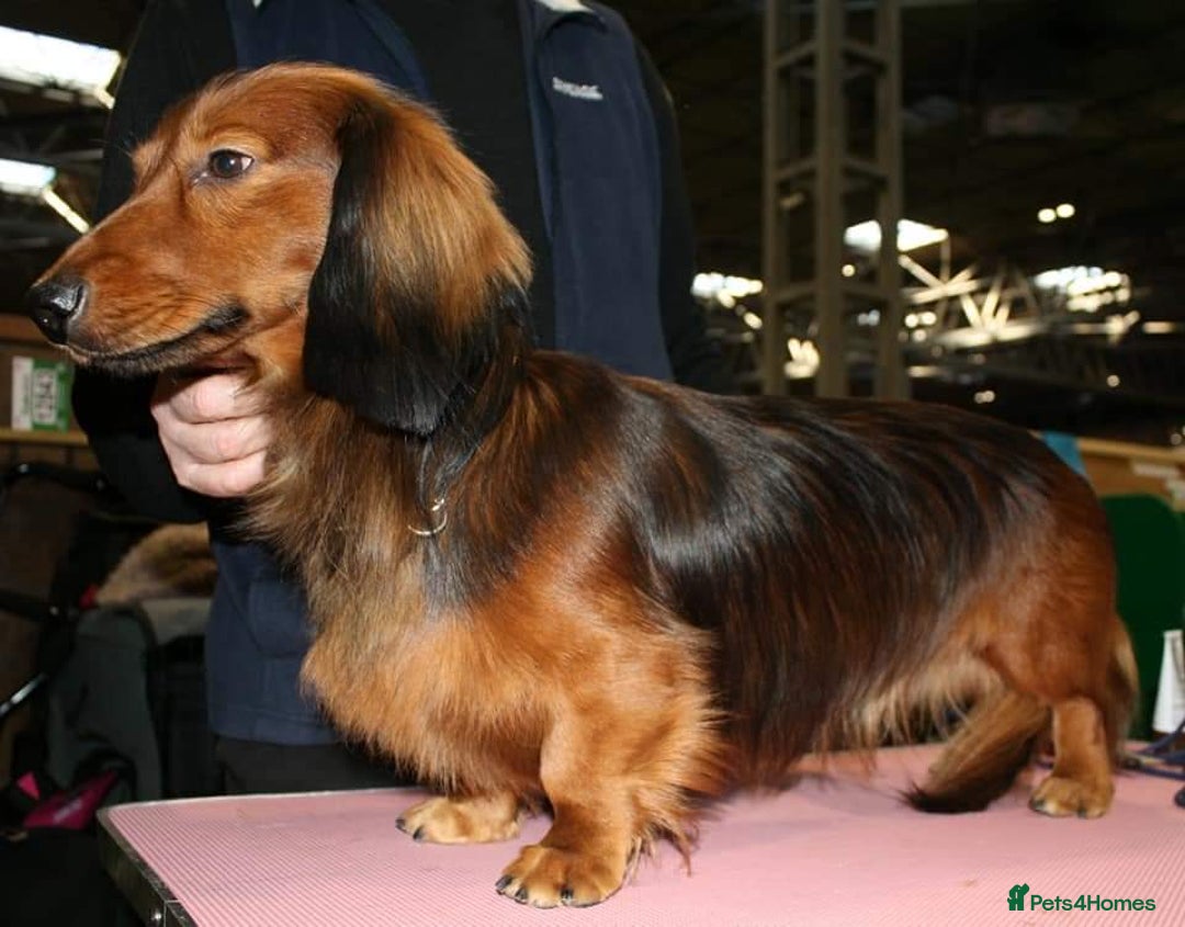 Dachshund dogs for sale: Red long-haired standard dachshund puppies - Image 11