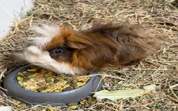 Guinea Pig rodents for sale: Looking for a Loving Home for Our Guinea Pig - Image 1