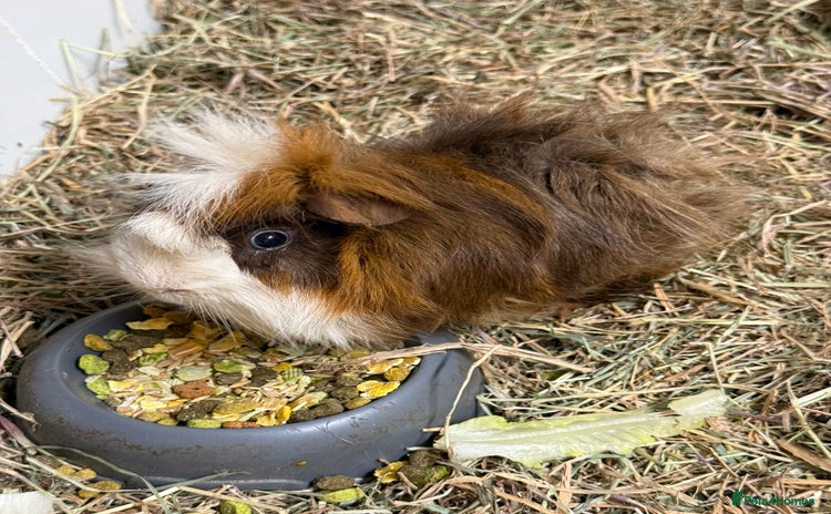 Guinea Pig rodents - Advert 1