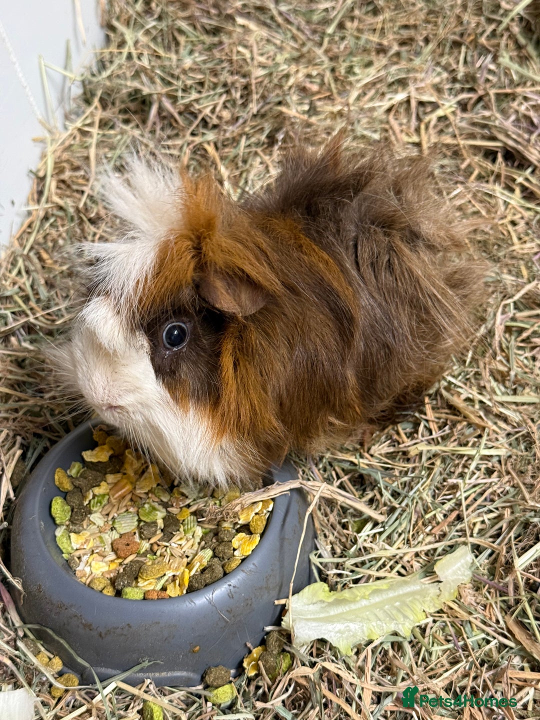 Guinea Pig rodents for sale: Looking for a Loving Home for Our Guinea Pig - Image 1