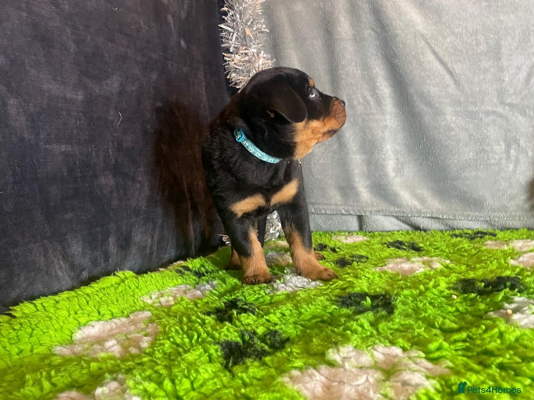 Rottweiler dogs for sale: Rottweiler Puppies  - Advert 17