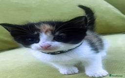 Mixed Breed cats for sale: CLEMMIE’S CUTIES  - Image 8