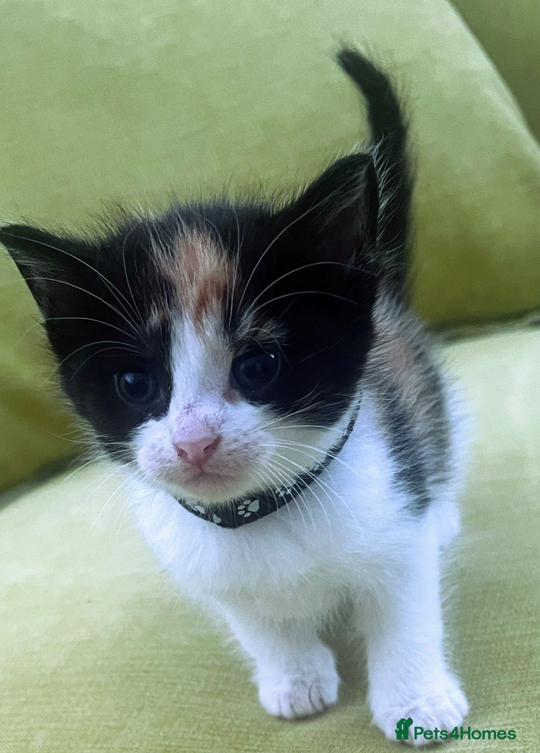 Mixed Breed cats for sale: CLEMMIE’S CUTIES  - Image 8
