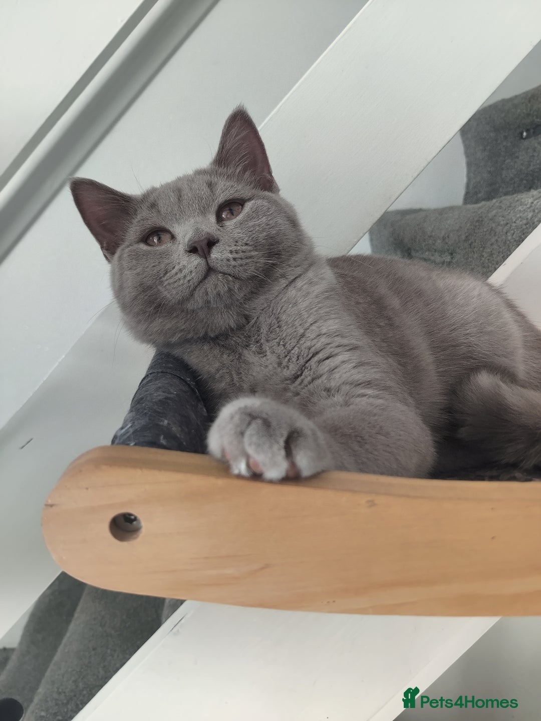 Scottish Fold cats for sale: Scottish straight boys for sale  - Advert 2