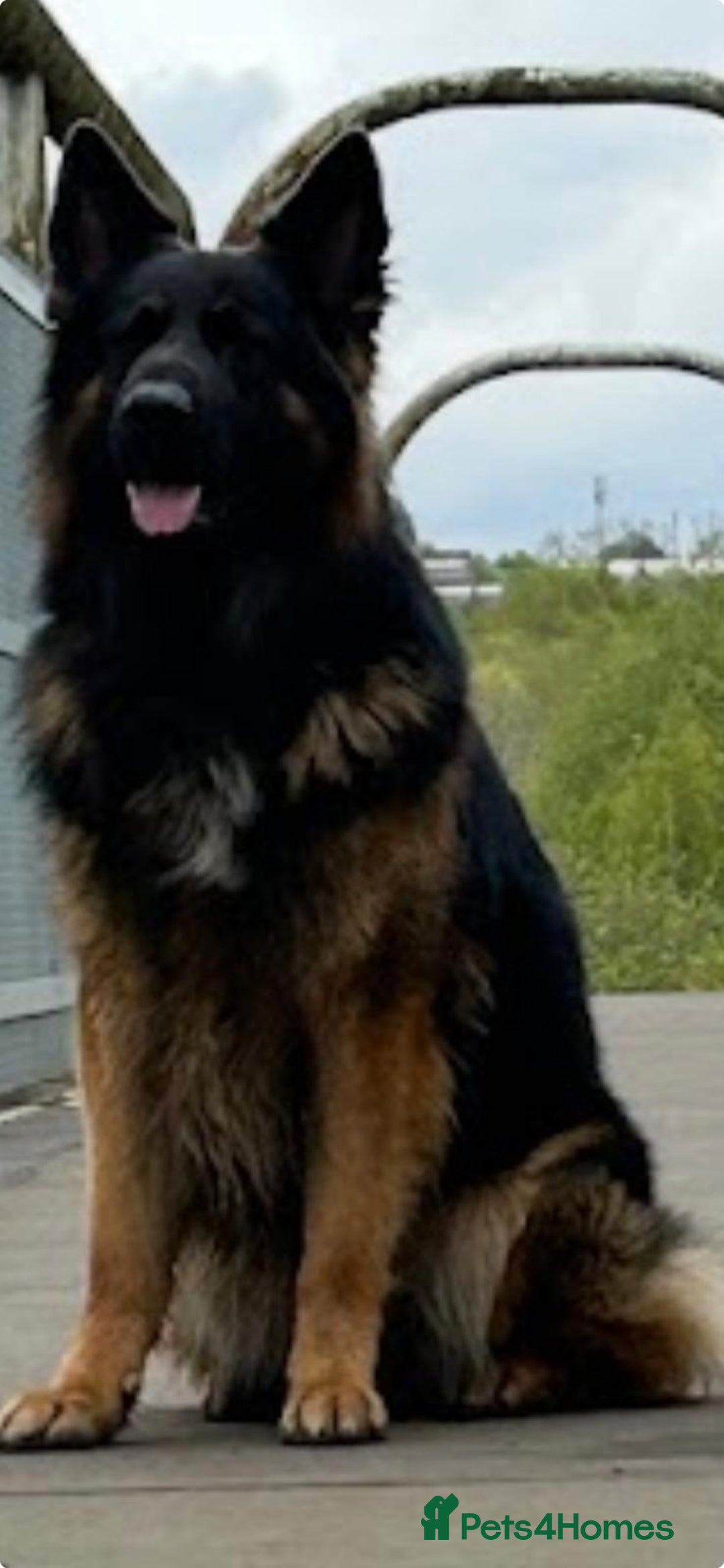 German Shepherd dogs for sale: German shepard puppys - Advert 5