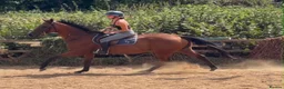 English Thoroughbred horses for sale: Ryder - The coolest boy in camp ❤️ - Advert 4