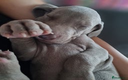 Weimaraner dogs for sale: KC reg Weimaraner pups - Image 2