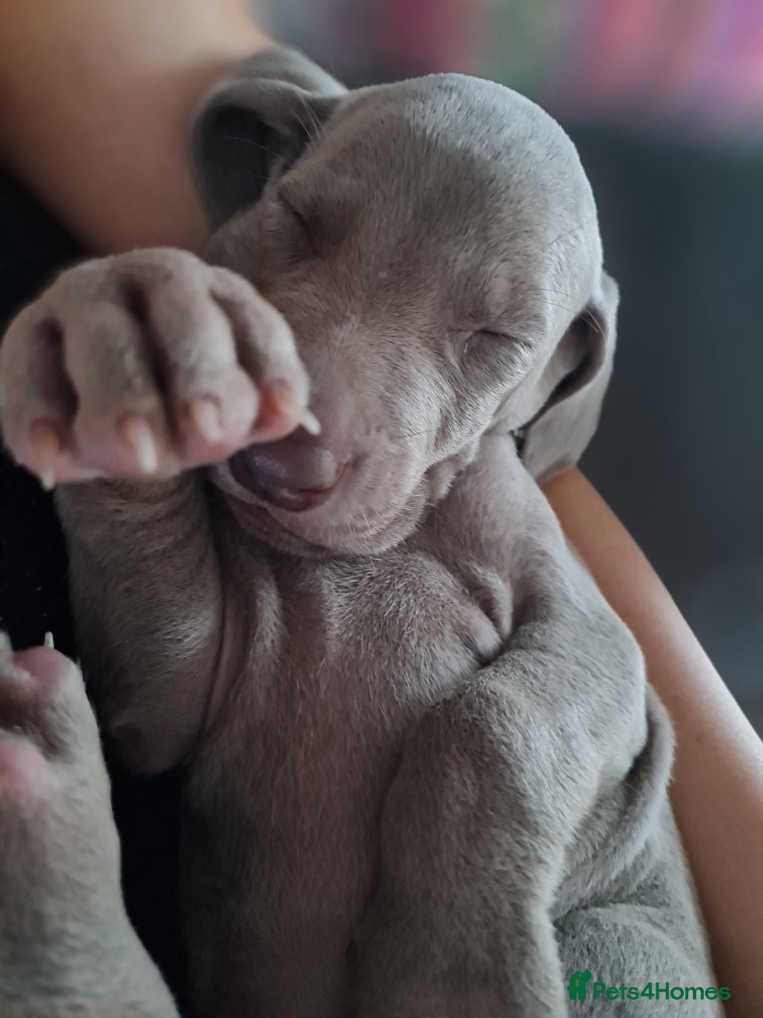 Weimaraner dogs for sale: KC reg Weimaraner pups - Image 2