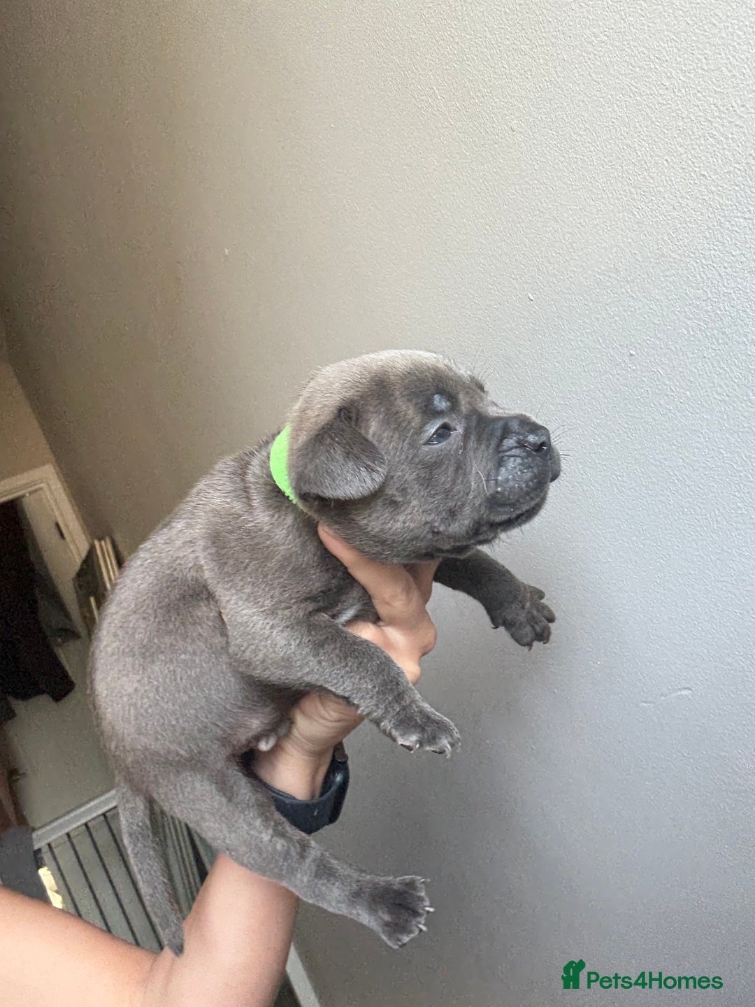 Mixed Breed dogs for sale: Frenchie x Staffy puppies  - Image 16