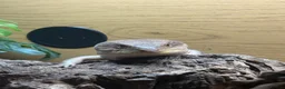 Skink reptiles for sale: Northern Blue Tongue Skink 6 Months Old Male in Wallsend - Advert 26