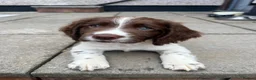 Sprocker dogs for sale: Working Sprocker Puppy - Advert 8