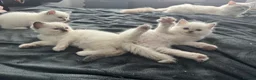 Ragdoll cats for sale: GCCF Reg Pedigree Ragdoll kittens TBRCC - Advert 14
