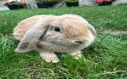 Mini Lop rabbits for sale: Mini Lop Rabbits For Sale  - Image 32