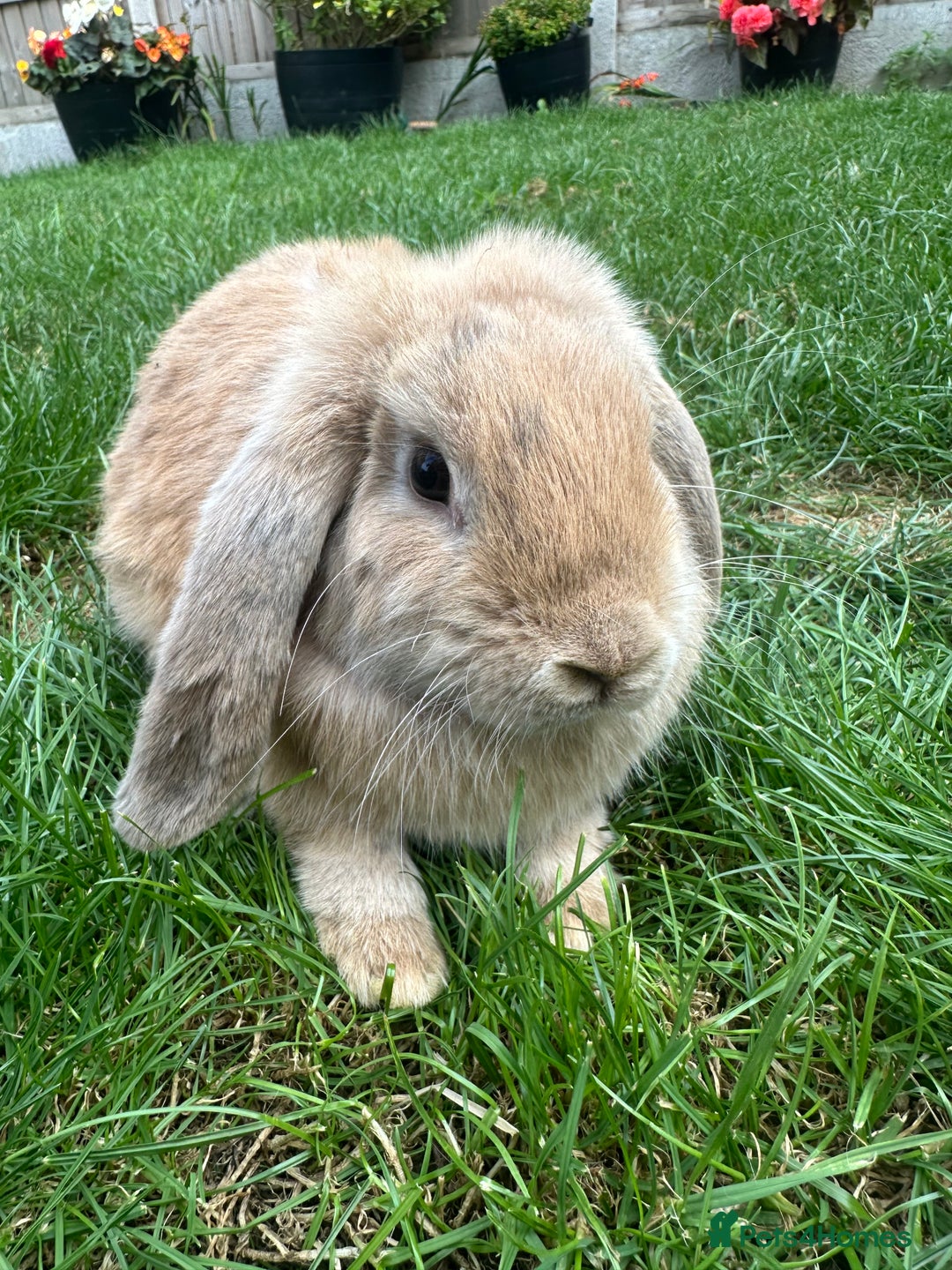 Mini Lop rabbits for sale: Mini Lop Rabbits For Sale  - Image 32