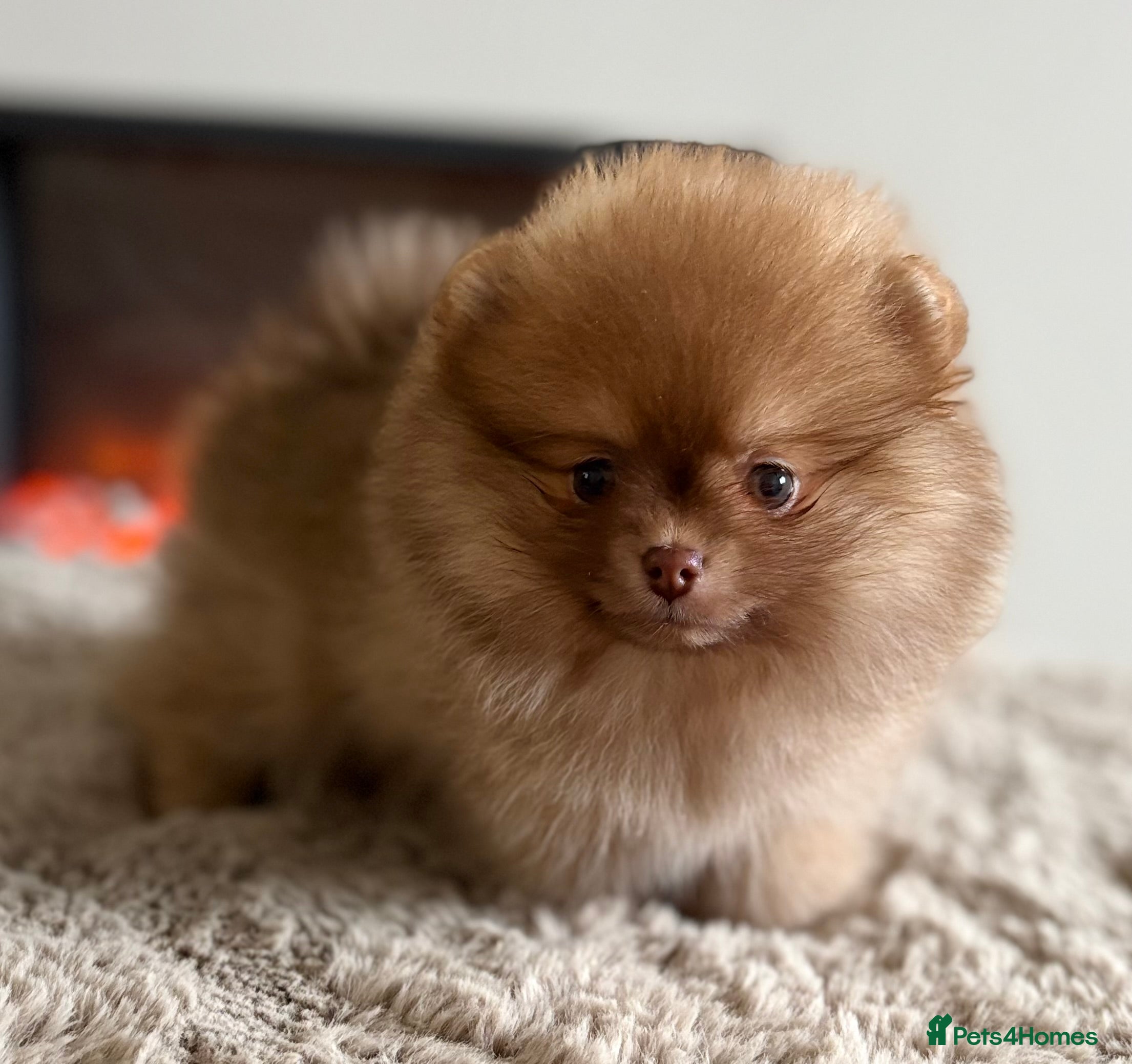 Pomeranian dogs True type Pom puppy’s KC beaver tri 🐾🤎🥰🤩🐾 - Advert 1