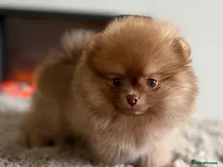 Pomeranian dogs True type Pom puppy’s KC beaver tri 🐾🤎🥰🤩🐾 - Advert 1