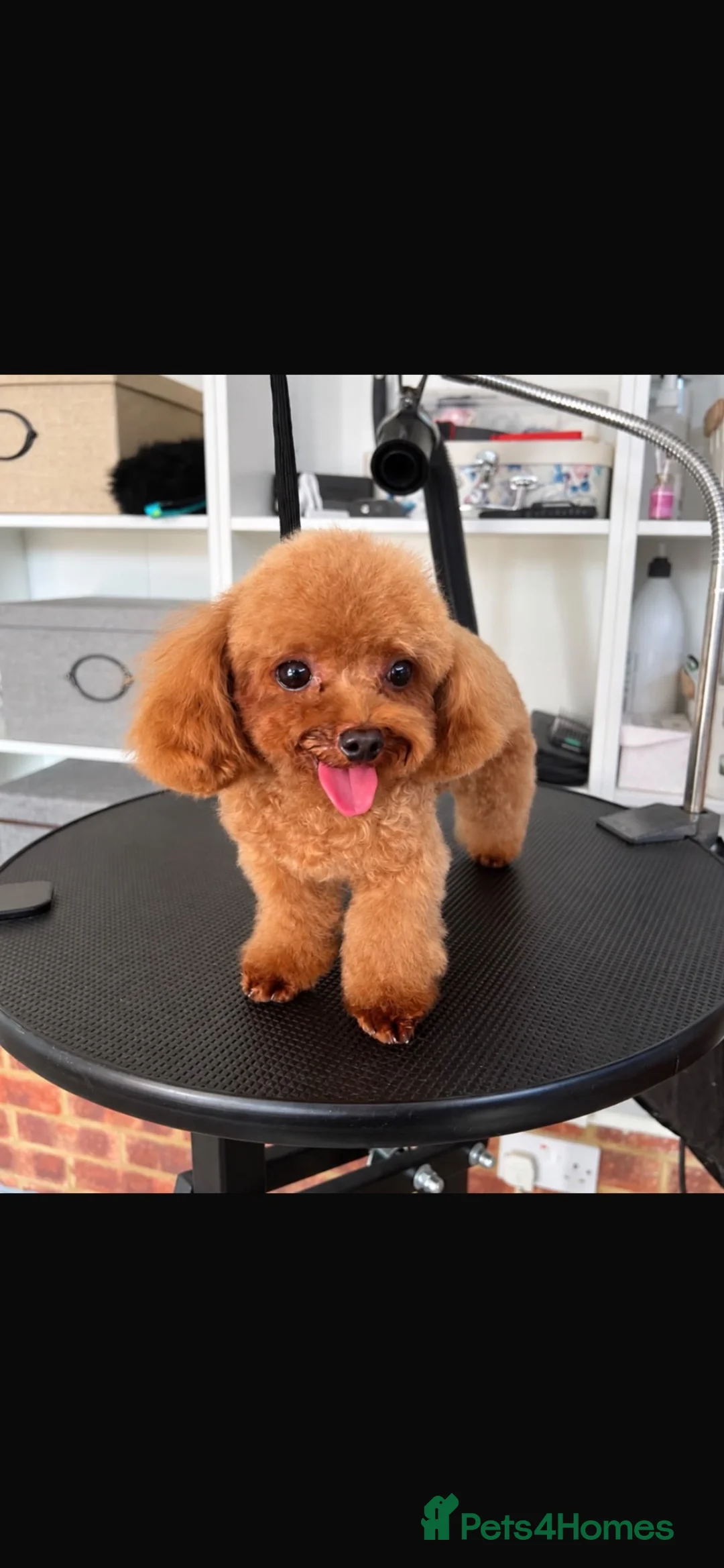 Toy Poodle dogs for sale:  tiny Asian toy poodles  in Newark - Advert 6