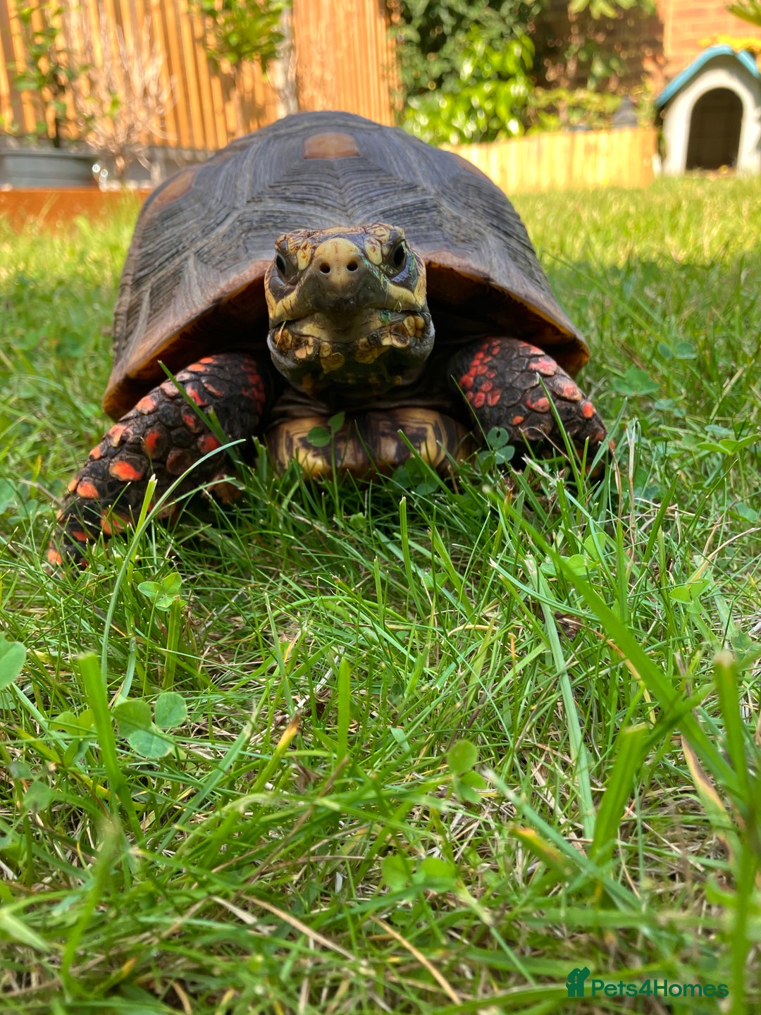 Tortoise reptiles for sale: Redfoot Tortoise £100 ONO - Image 3