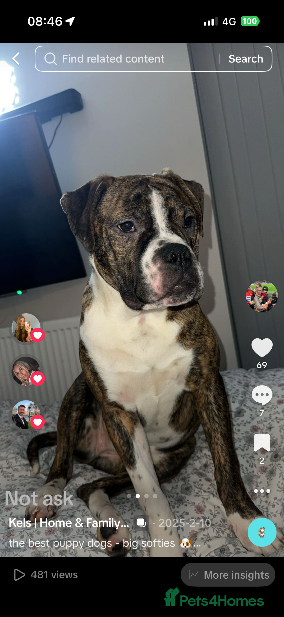 Mixed Breed dogs AMERICAN BULLDOG, BOXER CROSS - Advert 1