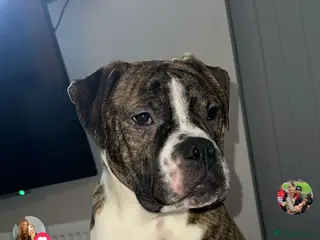 Mixed Breed dogs AMERICAN BULLDOG, BOXER CROSS - Advert 1