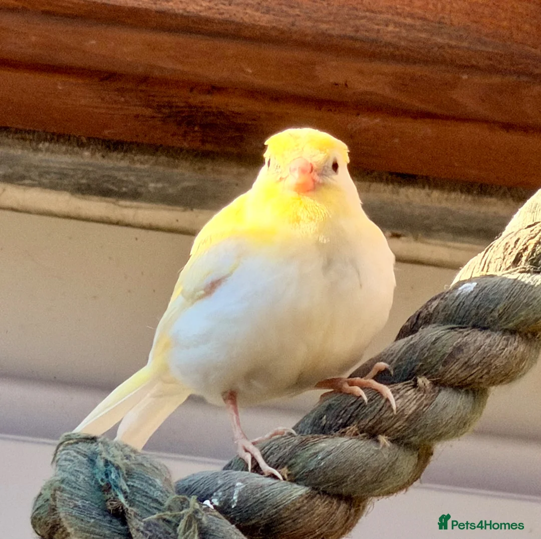 Canaries birds for sale: Canaries - Advert 7