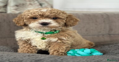 Cavapoochon dogs - Advert 14