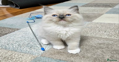 Ragdoll cats - Advert 5