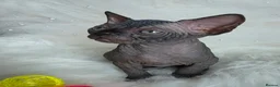 Sphynx cats for sale: ✨ Exceptional Sphynx Kittens Available ✨ - Advert 37